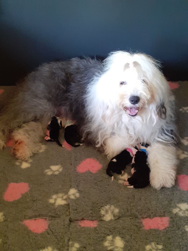 chiot Bobtail Des Blanches Pierres